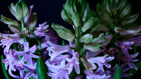 Hyacinth Timelapse Stock Footage 7952362