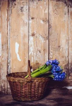 Hyacinth on a vintage wooden board Foto stock