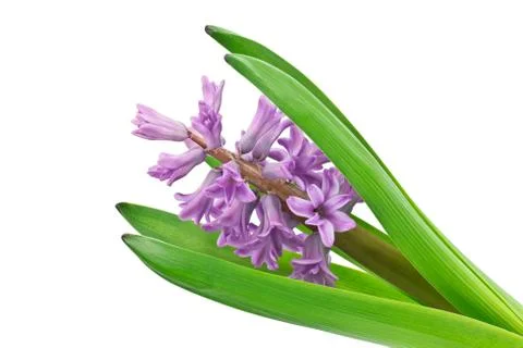 Hyacinth on white background Stock Photos