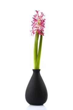 Hyacinth on white background Stock Photos