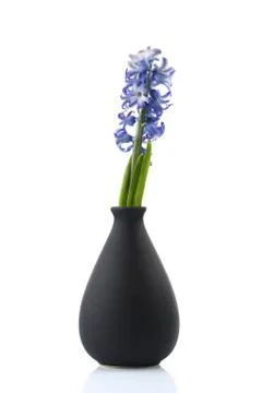 Hyacinth on white background Stock Photos