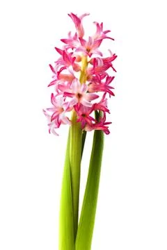 Hyacinth on white background Stock Photos