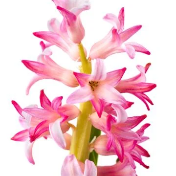 Hyacinth on white background Stock Photos