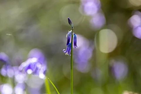 A hyacinthoides non-scripta, commonly known as a bluebell, blooming in the .. Stock Photos