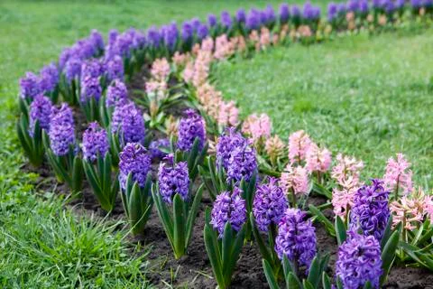 Hyacinths fields, netherlands Stock Photos