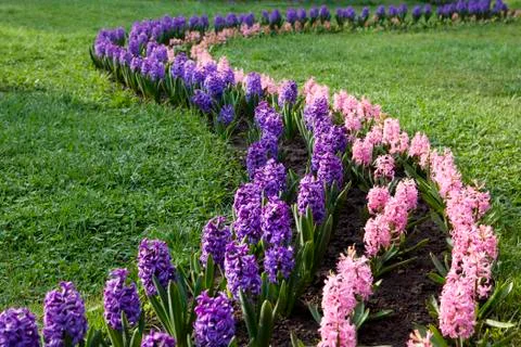 Hyacinths fields, netherlands Stock Photos