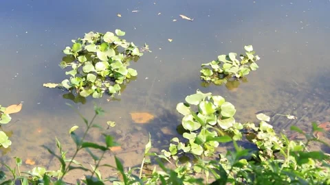 Hyacinths floating over water 스톡 동영상 132525371