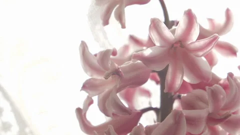  hyacinths Video stock 244739639