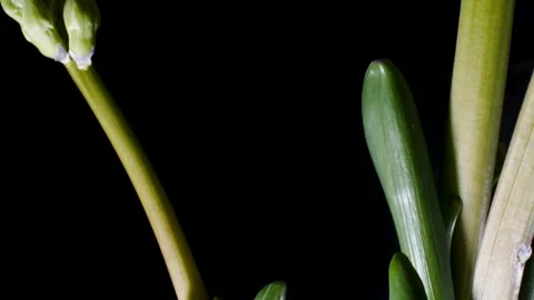 Hyacinths growing in spring. Stock Footage 149111964