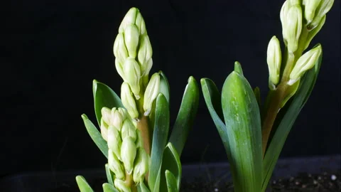 Hyacinths growing in spring. Video stock 171978381