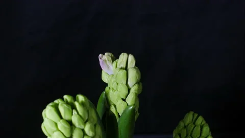 Hyacinths growing in spring. Stock Footage 171992679