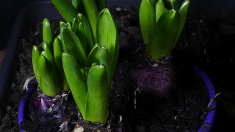 Hyacinths growing in spring. Video stock 171993142