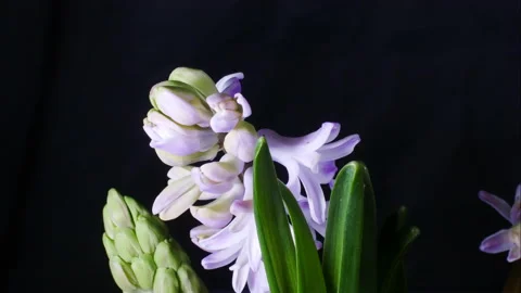 Hyacinths growing in spring. Video stock 171995150