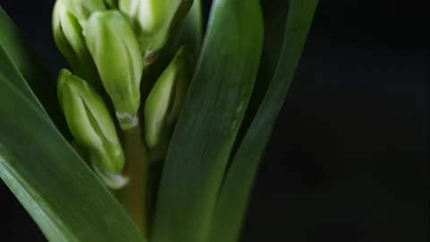 Hyacinths growing in spring. Stock Footage 172006304