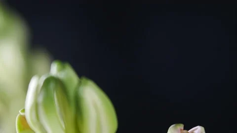 Hyacinths growing in spring. Video stock 172007379