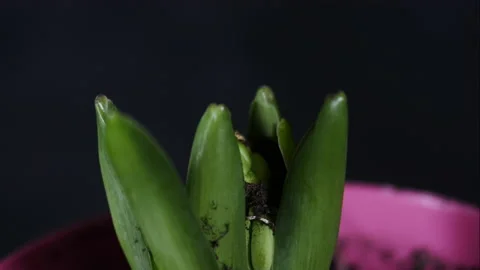 Hyacinths growing in spring. Stock Footage 172009202
