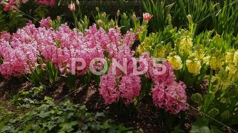 Hyacinths (Hyacinthus) Stock Photos