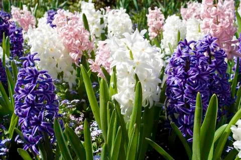 Hyacinths Stock Photos