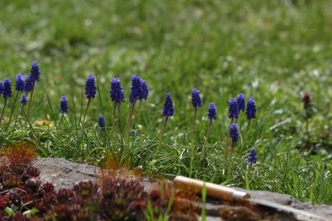 Hyacinths Stock Photos