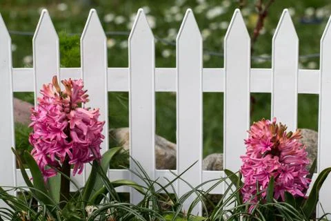 Hyacinths Foto stock