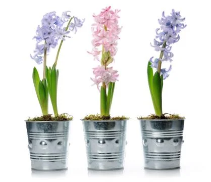 Hyacinths Stock Photos