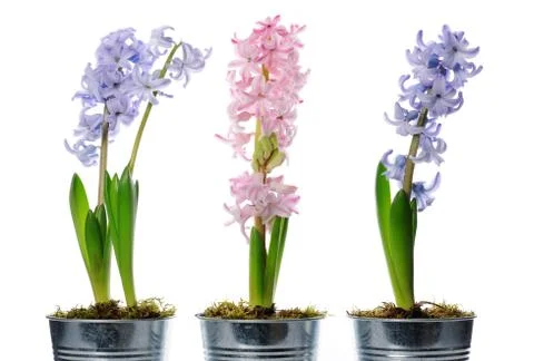 Hyacinths Stock Photos