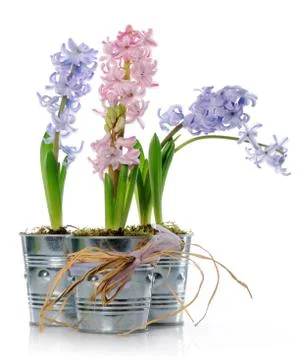 Hyacinths Stock Photos