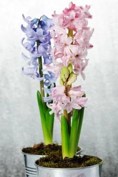 Hyacinths Stock Photos