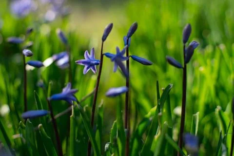 Hyacinths Stock Photos