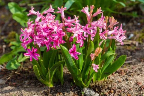 Hyacinths Stock Photos