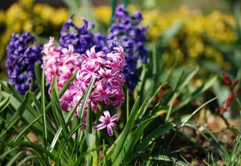 Hyacinths Foto stock