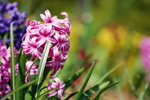 Hyacinths Foto stock