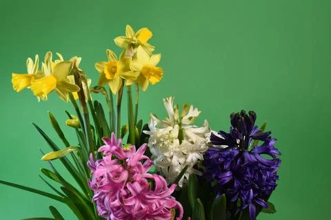 Hyacinths Stock Photos