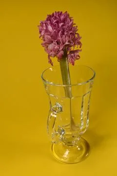 Hyacinths Stock Photos