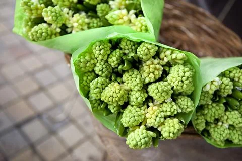 Hyacinths Stock Photos