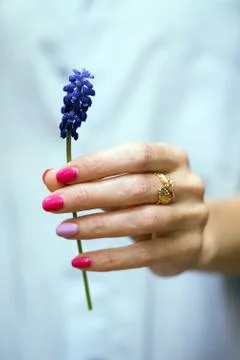 Hyacinthus Foto stock