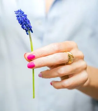 Hyacinthus Stock Photos