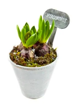 Hyacinthus Stock Photos