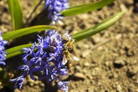 Hyacinthus  Stock Photos