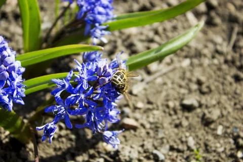 Hyacinthus Stock Photos