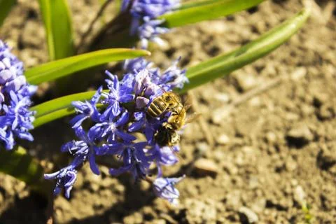 Hyacinthus Stock Photos