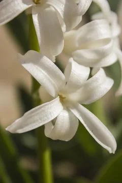 Hyacinthus  Stock Photos