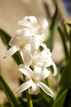 Hyacinthus Stock Photos