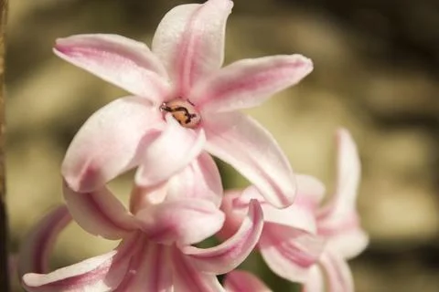 Hyacinthus Stock Photos