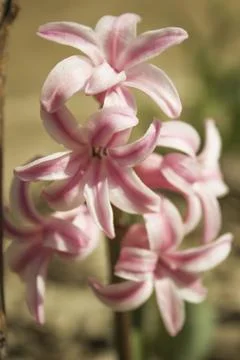 Hyacinthus Stock Photos