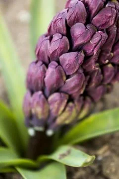 Hyacinthus Foto stock