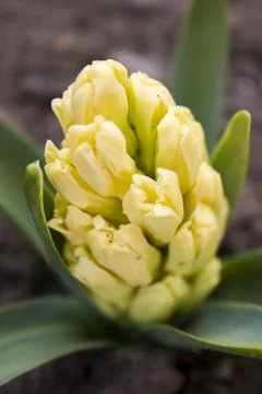 Hyacinthus Foto stock