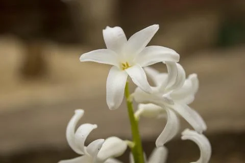 Hyacinthus Stock Photos