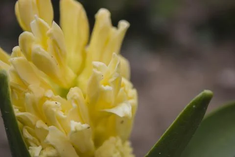 Hyacinthus  Stock Photos
