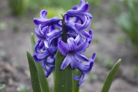Hyacinthus  Stock Photos